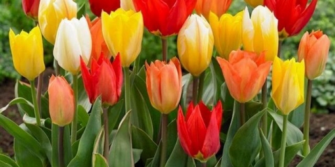 Kada iskopati tulipane